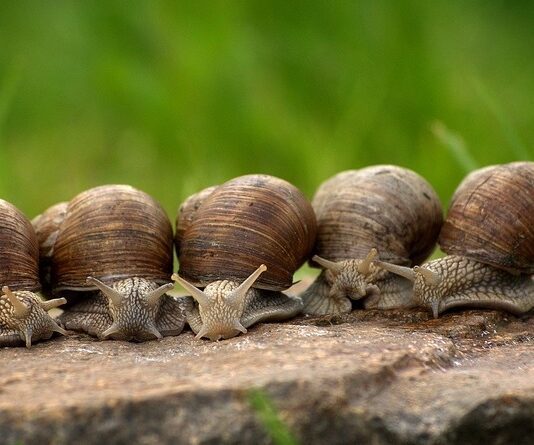 Улиточная ферма в Харькове