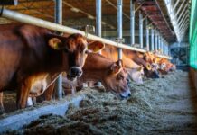 Як працюють роботизовані ферми, на яких отримують молоко для продукції бренду “Агромол”?