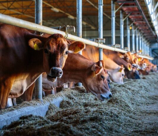 Как работают роботизированные фермы, где получают молоко для продукции бренда «Агромол»?