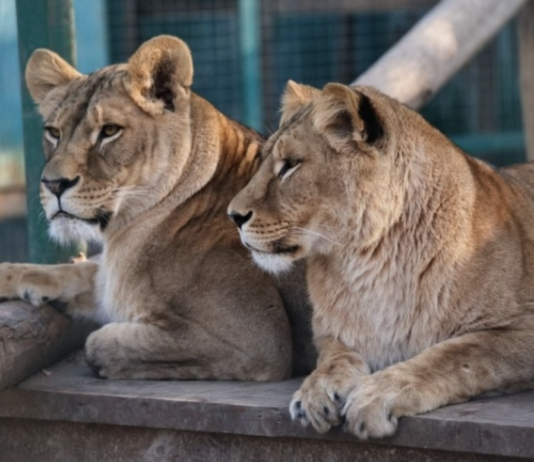Риски военных действий для животных Харьковщины