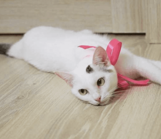 Карточный домик: история лозовского зооприюта «Бантики»