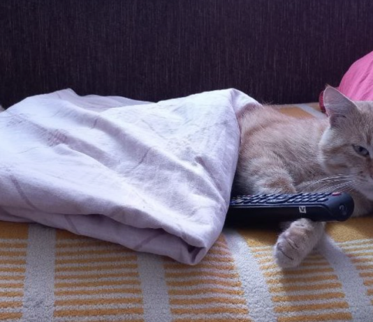 Как повысить иммунитет домашних животных?