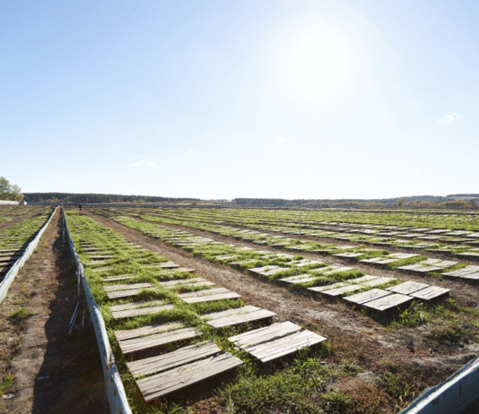 Улиточная ферма на Харьковщине: как в украинском селе Циркуны построили крупнейшее улиточное хозяйство Европы