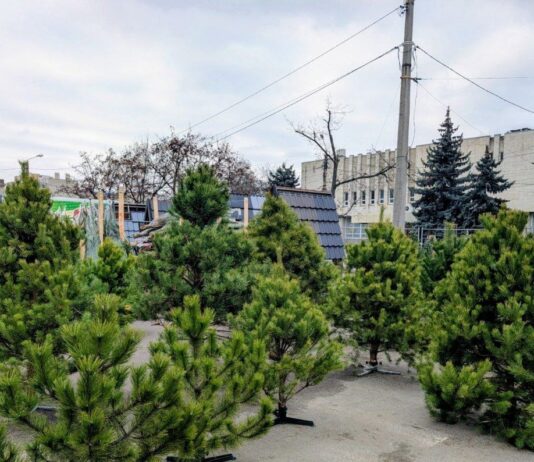 Где купить елку в Харькове