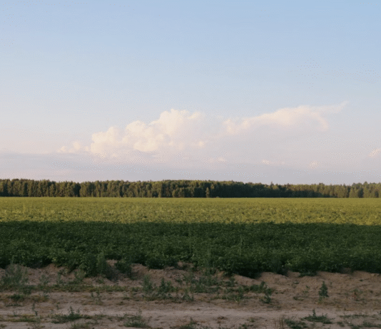Ґрунти Харківської області